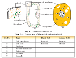 The cell's overall shape may change rapidly as pseudopodia are extended and retracted into the cell body. Cell Structure And Functions Ncert Class 8 Science