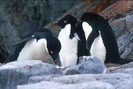 Penguin eggs can be obtained for free by talking to the penguin keeper at the ardougne zoo. Adopt A Penguin Wwf