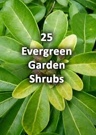 25 Evergreen Shrubs For All Year Round