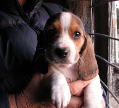 The basset hound is thought to be a descendant of the bloodhound. Pin On Amnimals