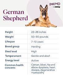 https://www.petmd.com/dog/breeds/german-shepherd gambar png