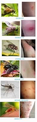 15 Best Gnat Traps Images Gnat Traps Fruit Flies