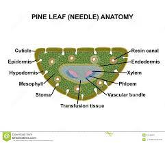 Pine leaf (needle) anatomy stock illustration. Illustration of green -  51040841 | Botany lessons, Creative worksheets, Biology worksheet