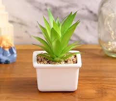 Buy Indoor Cactus Planter In India