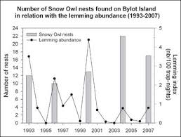 About The Snowy Owl The Snowy Owl