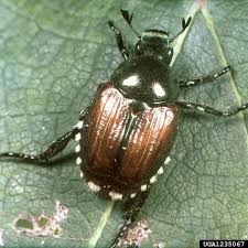 They do not discriminate when it comes to what types of plants they feed in fact, they are classified as a pest to hundreds of different species. Japanese Beetles In North Carolina Grapes Nc State Extension Publications