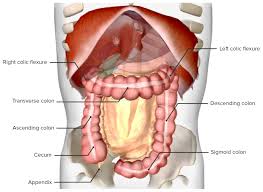 colon ce and appendix anatomy