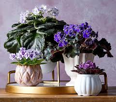 22 indoor flowering plants that will