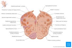 The brainstem lies at the base of the brain and the top of the spinal cord. Brainstem Definition Anatomy Parts Function Kenhub
