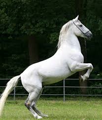Image result for horse stallion white