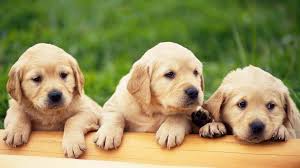 puppy hd wallpapers wallpaper cave