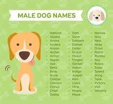 We have over 100 cute, funny, and famous options for girls and boys. Boydognames Cuteboydognames Uniqueboydognames Dog Names Boy Dog Names Cute Names For Dogs