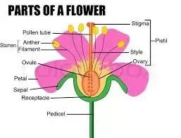 Use this in a science center or in whole group. What Are The Accessory Parts Of A Flower Quora