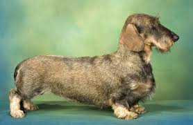 dachshund breeders in texas with
