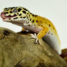 leopard geckos setting up a natural