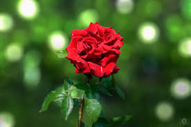 red rose background high quality free