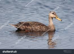 Mottled Duck Florida Marsh Stock Photo Edit Now 1092981101