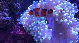 bubble tip anemone care breeding
