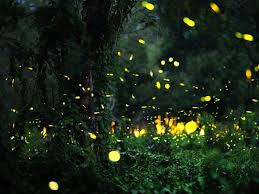 Will The Lights Of Fireflies Be Extinguished