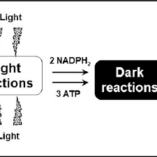 Dark Reactions Of Photosynthesis