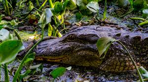 Glimpse gators in all their glory at these boggy Houston-area locales