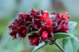lipstick plants ing growing guide