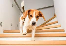 your dog falling down the stairs