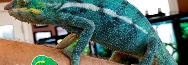 nosy be panther chameleon nosy