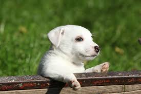 Watch as this pup explores the surroundings and interacts with other dogs in the home. Top 7 Mistakes Raising A Jack Russell Puppy Happy Jack Russell