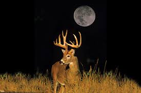 How Moon Positions Impact Whitetail Movement
