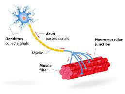 motor neuron the definitive guide