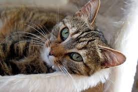 When to see a doctor fast. Cancer In Cats Symptoms And Treatment