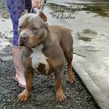 As you can tell from our website, our dogs are obviously beautiful specimen, but we also put a ton of unseen time and effort into our pitbull puppies that truly separates us from other breeders. Pin On Puppies