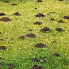 It is important to know the difference between mole and vole damage to the landscape. Mole And Vole Control Lawn Masters