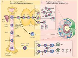 Ontogeny Of The Immune System Immunopaedia