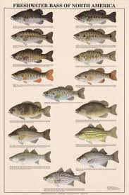 Stupendous Fish Identification Charts Unparalleled In All