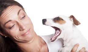 dog s breath smells like rotten meat