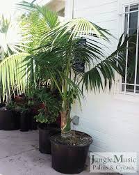 Palms As House Plants Culture Of Palm