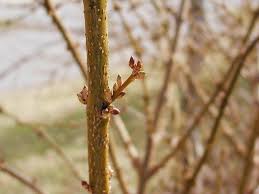 Image result for early spring images budding