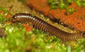 Why Are There Millipedes In My House