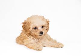 Toy Poodle Puppy Breeders gambar png