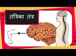 Science Human Nervous System Voluntary And Reflex Action Hindi