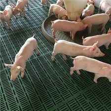 pig farm plastic slatted flooring