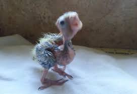 Help Underweight Cockatiel Baby Parrot Forum Parrot