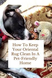 oriental rug clean in a pet friendly