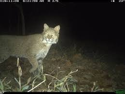 unusual urban bobcat spotted in