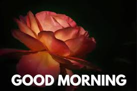 good morning wishes with rose flower