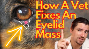 dog eyelid m how a vet removes them