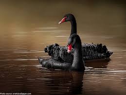 Interesting Facts About Black Swans 