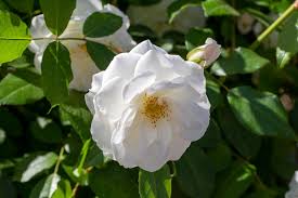 white ivy rose scientific name rosa